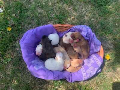 Cuccioli di labrador