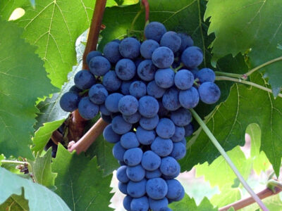 Uva da vino